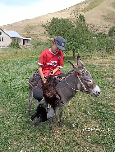 баа: Башка жаныбарлар — 1