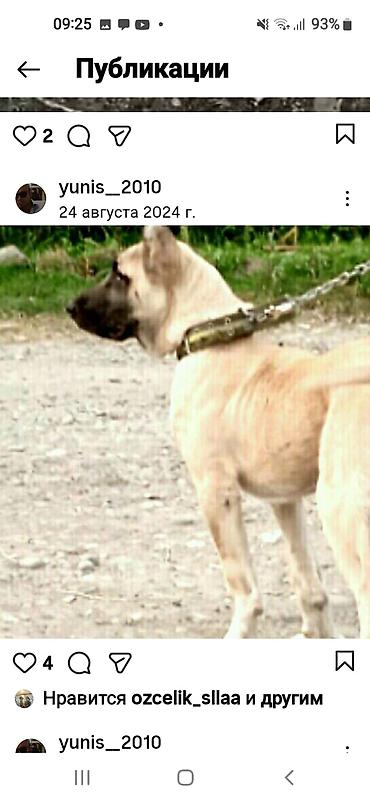 İtlər: Kanqal — 5