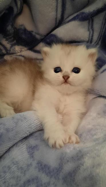 Pişiklər: Şotland — 11