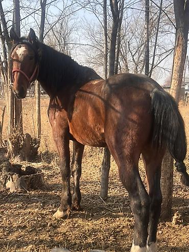 Лошади, кони: Продаю | Жеребец | Рабочий | Осеменитель — 5