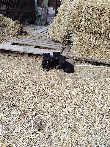 İtlər: Nemes afçarka sı 2 ədəd erkək — 10