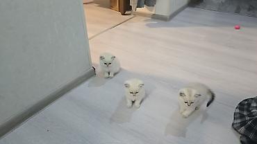 Pişiklər: Britan, Erkək, Dişi, Yaxşı əllərə, Ünvandan götürmə, Ödənişli çatdırılma — 8