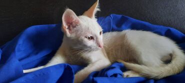 животные отдам в добрые руки в Азербайджан | Коты: Отдам в добрые руки чисто белый котенок мальчик 2,5 месяца у котенка