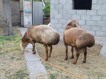 Баран, овца: Продаю | Баран (самец) | Для разведения — 9