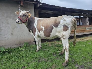 Коровы, быки: Продаю | Корова (самка) | Алатауская, Швицкая | Для разведения, Для молока | Стельные