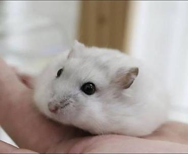 Gəmiricilər: Ağ rəngli, xırda ölçülü cırtdan hamster. - Növ: cırtdan hamster — 1