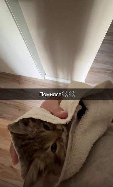 стерилизовать кошку или нет: Ищу добрые руки для котика!! Очень хочется найти ему любящую семью и — 2