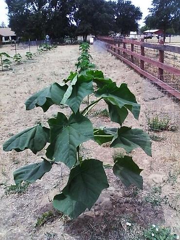 Другие декоративные деревья: Продается морозостойкие сорта саженцев павловнии, выращеннын из — 13