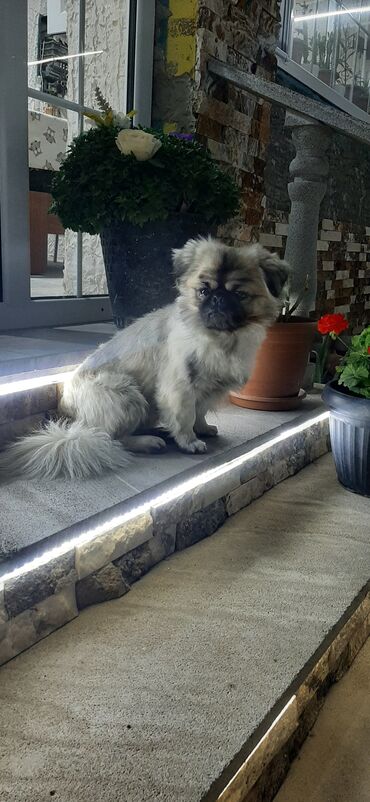 it qiymeti: Pekines, 2 il, Erkek, Cütləşmə üçün, Pulsuz çatdırılma