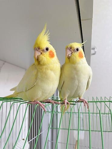 goyercin type 1: Qirmizigoz lutino balasi satilir temiz qandi saglam vitaminli — 1