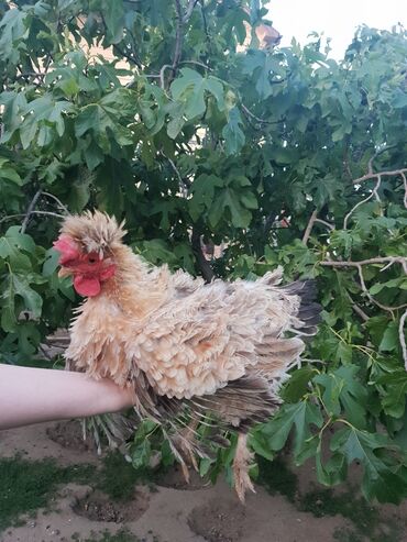 Toyuqlar: Toyuq, Yumurtalıq, Ünvandan götürmə — 3