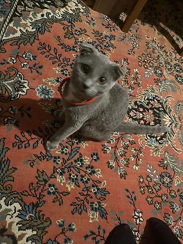 ragdoll pisik: Şotland, Dişi, Yaxşı əllərə, Ünvandan götürmə — 1