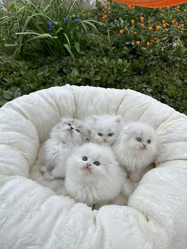 Pişiklər: Şinşilla — 4