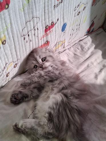 шотладская кошка: Шотландский длинношерстный котёнок (хайленд‑фолд) серебристого окраса — 1