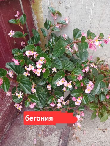заказать мебель в бишкеке: Продается бегония большая для садика