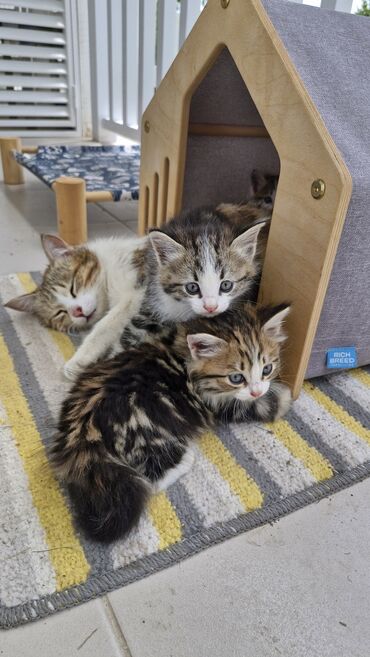рыжая сибирская кошка: Кошка даром: Бенгальская, 1 месяц, Девочка, Метис