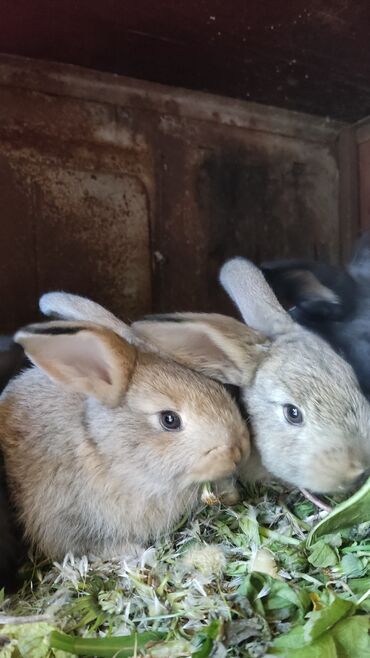 продам кролика: Месячные кролики