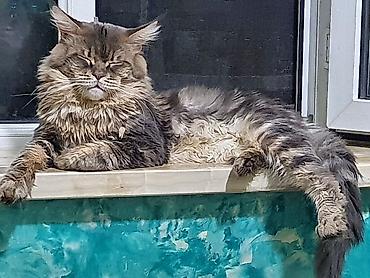 ragdoll pisik: Meyn-kun, Dişi, Ünvandan götürmə — 8