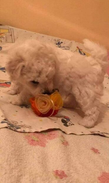 Psi: Rođeni smo 23. oktobra, dva puta smo očišćeni od parazita i primili na lalafo.rs — 10 Psi: Rođeni smo 23. oktobra, dva puta smo očišćeni od parazita i primili — 10