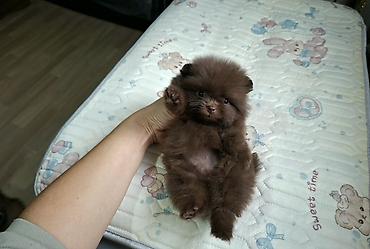 🐻 Сладкая мимишная плюшевый медвежонок — шоколадная девочка