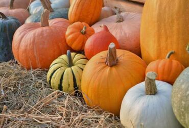 тыква оптом: Куплю куплю куплю Тыкву Ашкабак самовывоз 5 сом кг фото адрес на