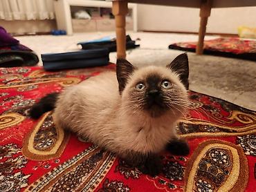 купить сиамских котят: Породистый котёнок окраса колор-пойнт (типичный сиамский окрас). - — 2