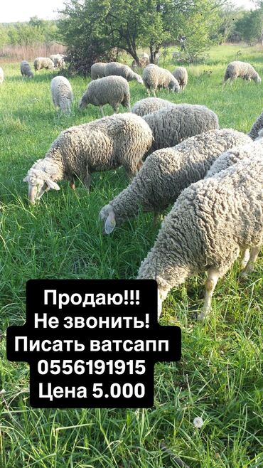 чёрная кошка: Продаю | Баран (самец)