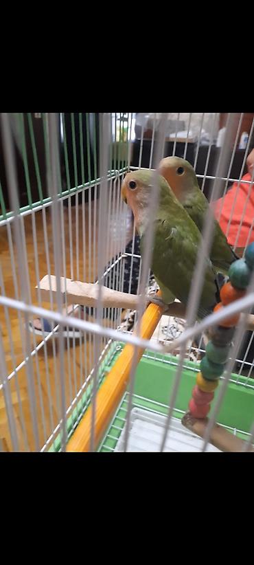 Попугаи: Növ: Sevgi papağanları (Agapornis) Say: 2 ədəd cüt Rəng: Açıq-yaşıl — 5