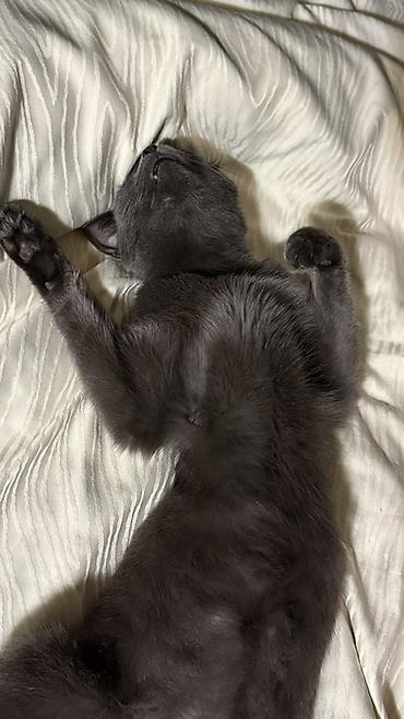 Отдам даром кошку: Кошка даром: Русская голубая, 2 года, Девочка, Метис, Приучена к лотку, Проглистована — 3