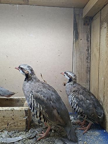 hind quşu satışı: Məhsul: Dağ kəkliyi (Alectoris chukar) – quşlar — 1