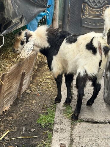 Козы, козлы: Продаю | Козёл (самец) | Битал | Для разведения — 6