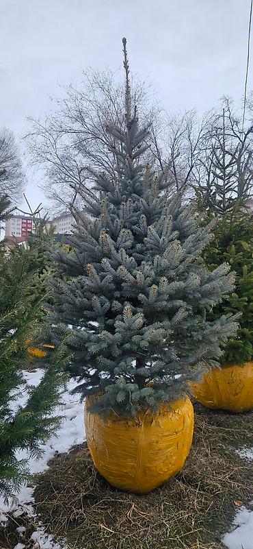 Искусственные ёлки: Ёлка,сосна,голубые ели,пихта,берёза — 28