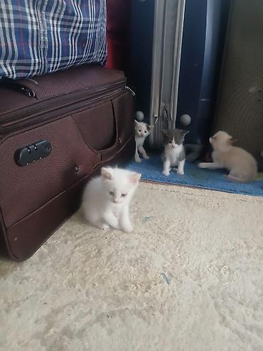 scottish fold: Отдам в добрые ручки — 9