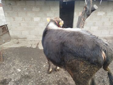 Коровы, быки: Продаю | Бык (самец) | Полукровка, Монбельярд | На откорм | Привязанные — 10