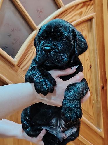 İtlər: Kane-Korso, 1 ay, Sənədli, Ünvandan götürmə, Pulsuz çatdırılma, Rayonlara çatdırılma — 2