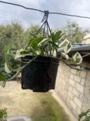 Xalçalar: Xalça -da lalafo.az — 50 Xalçalar: Xalça — 50