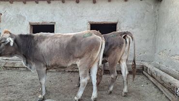 отдам даром вислоухого котенка: Продаю | Корова (самка) | Швицкая | Для молока | Стельные
