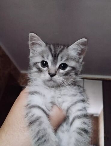 Коты: Продаю котенка ( девочка ) 1.5 месяца ( родилась 10 мая ) Папа Скоттиш