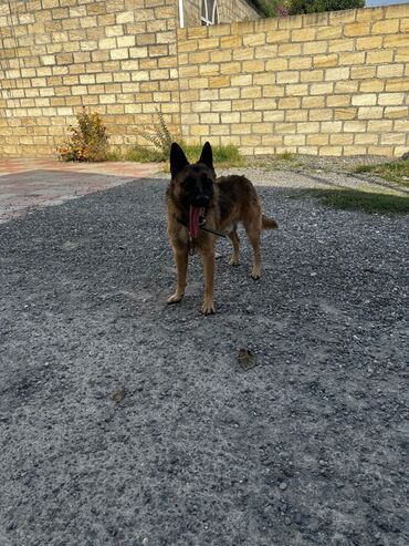 İtlər: Alman çoban iti, 1 ay, Erkek, Peyvəndli, Ödənişli çatdırılma — 2