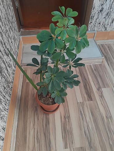 ev guleri: Otaq bitkisi – Şeflera (Schefflera arboricola) saksıda - Yarpaqları — 2