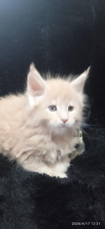 Продажа кошек: Мейн-кун, 1 месяц, Девочка — 12