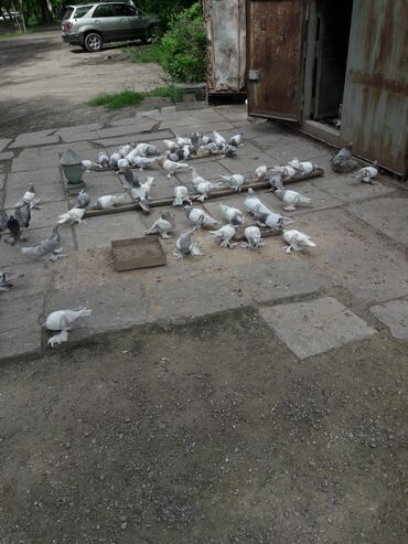 для птицы: Порода кавказская цена договорная г.Кант только звонить
