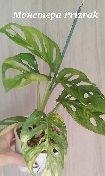 пантера котедж слив: Монстера Monstera 'Aurea Neon' / 'Lemon Lime'). Продажа!!! Монстера — 5