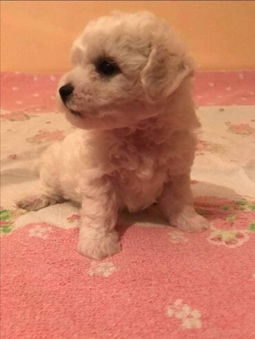 Psi: Rođeni smo 23. oktobra, dva puta smo očišćeni od parazita i primili na lalafo.rs — 1 Psi: Rođeni smo 23. oktobra, dva puta smo očišćeni od parazita i primili — 1