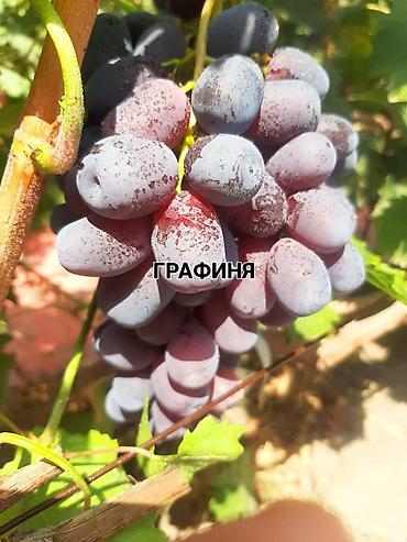 Виноград: НОВИНКИ СЕЛЕКЦИИ ВИНОГРАДА ПРЕМИАЛЬНОГО УРОВНЯ ! ДОМАШНИЙ СЛАДКИЙ — 9