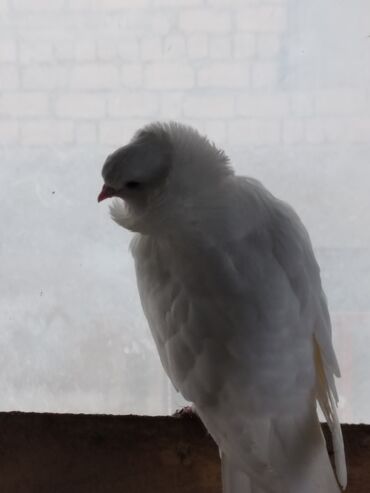 Göyərçinlər: Məhsul: Qüvərcinlər (dekorativ və uçuş növləri) Təsvir: - Rənglər — 9