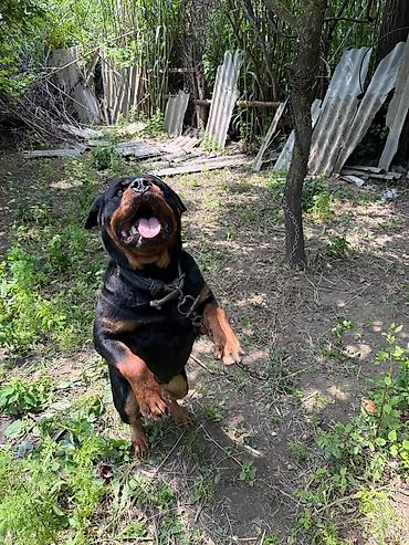 rottweiler satilir: Rotveyler, Peyvəndli — 3