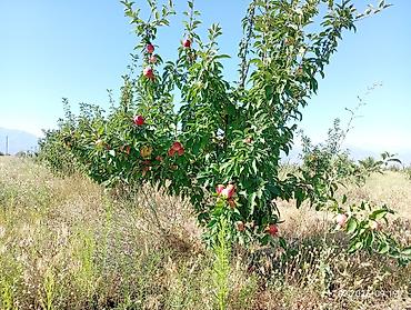 черный принц фикус: 🌳. Продаю #Сад #үлүш жер) #бак дача) общая площадь 3гектар — 5