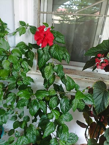 роза гул: Qırmızı hibiskus (Çin qızılgülü) – dekorativ otaq/eyvan bitkisi - — 1
