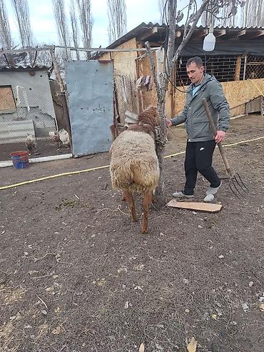 Баран, овца: Продаю | Баран (самец) | Для разведения — 5